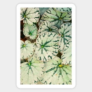 Begonia Leaves Sticker